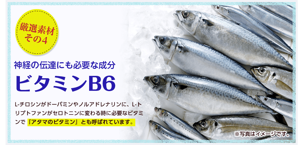 厳選素材その4 神経の伝達にも必要な成分ビタミンB6/L-チロシンがドーパミンやノルアドレナリンに、L-トリプトファンがセロトニンに変わる時に必要なビタミンで『アタマのビタミン』とも呼ばれています。