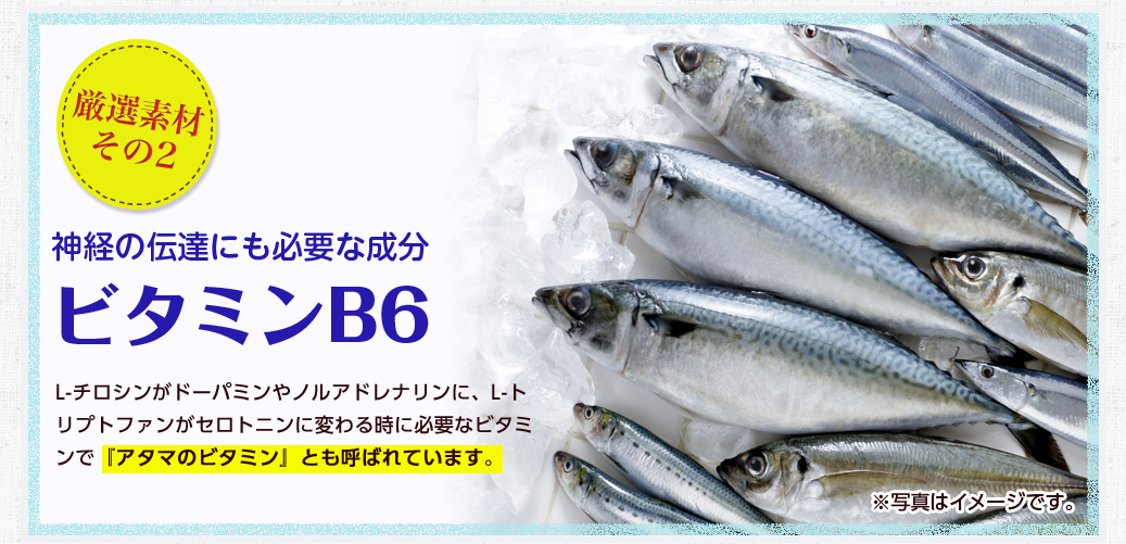 厳選素材その2 神経の伝達にも必要な成分ビタミンB6/L-チロシンがドーパミンやノルアドレナリンに、L-トリプトファンがセロトニンに変わる時に必要なビタミンで『アタマのビタミン』とも呼ばれています。