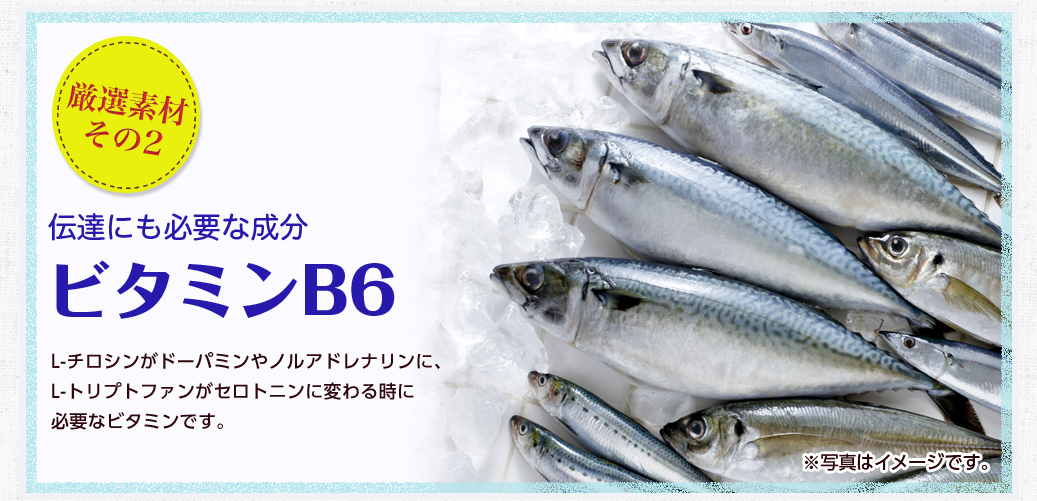 厳選素材その2 伝達にも必要な成分ビタミンB6/L-チロシンがドーパミンやノルアドレナリンに、L-トリプトファンがセロトニンに変わる時に必要なビタミンです。